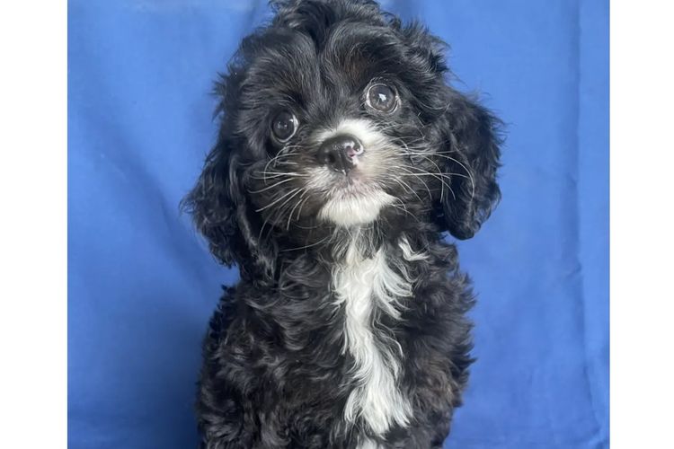 Grandview Cavoodles