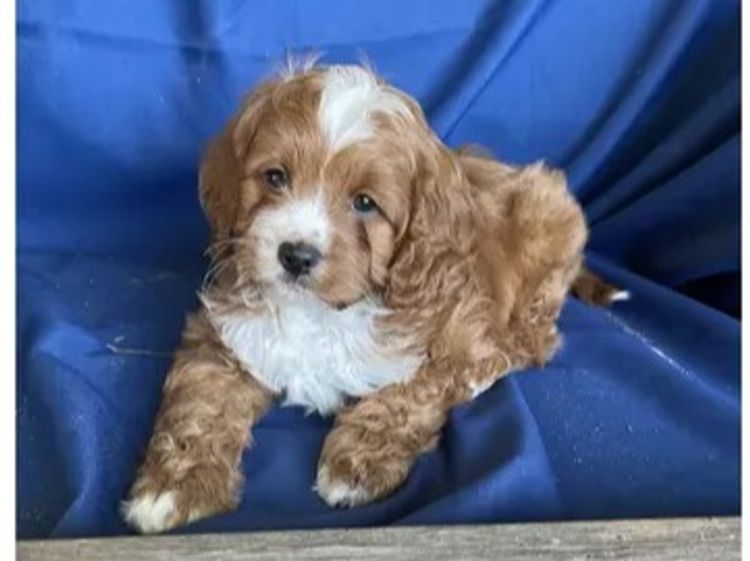 Grandview Cavoodles