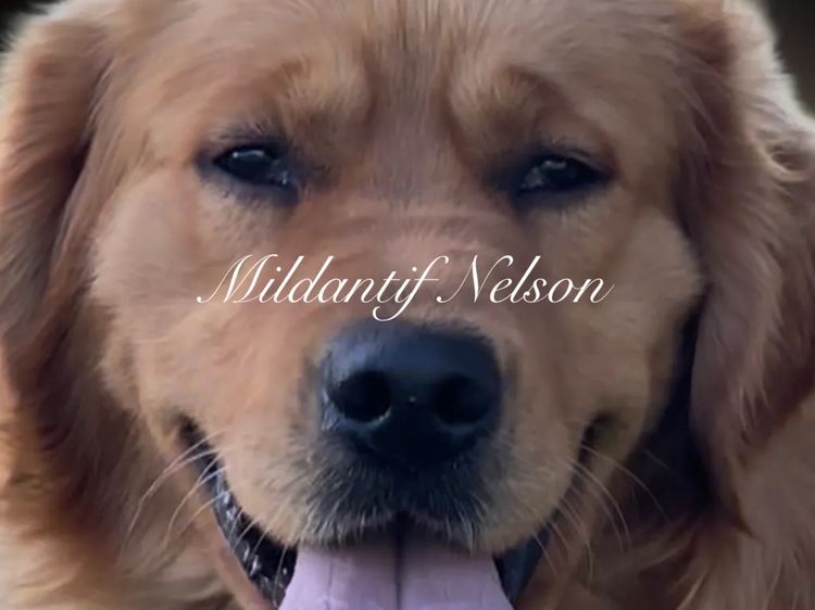 Le Belle Ame Golden Retrievers Australia