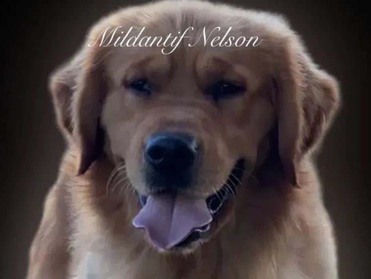 Le Belle Ame Golden Retrievers Australia