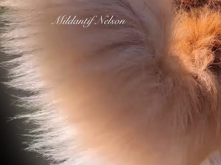 Le Belle Ame Golden Retrievers Australia