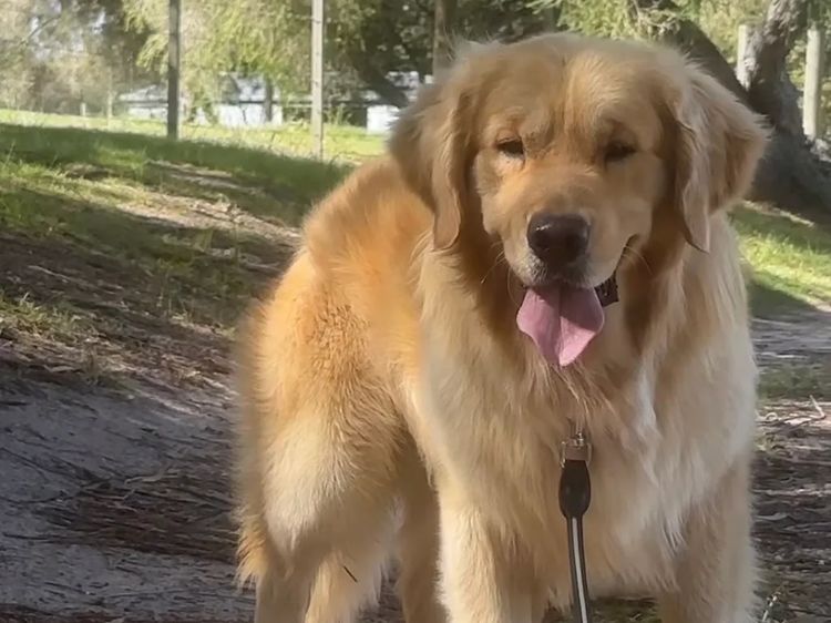 Le Belle Ame Golden Retrievers Australia