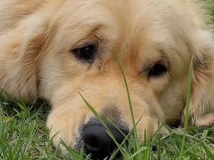 Le Belle Ame Golden Retrievers Australia