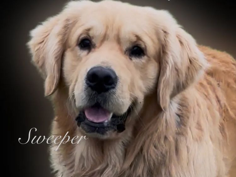 Le Belle Ame Golden Retrievers Australia