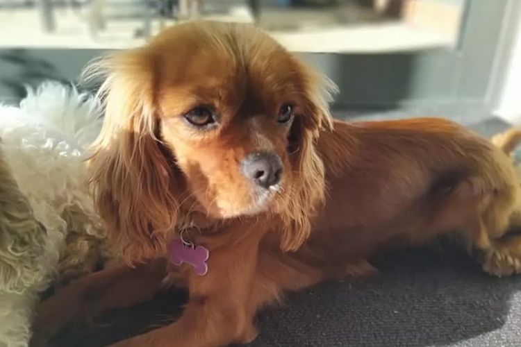 Raised Right Puppies Australia - Pedigree Cavaliers