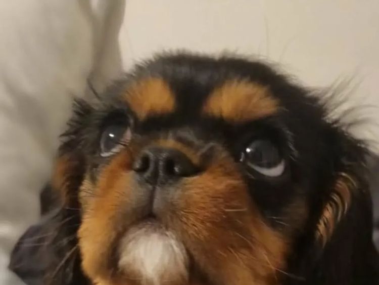 Raised Right Puppies Australia - Pedigree Cavaliers