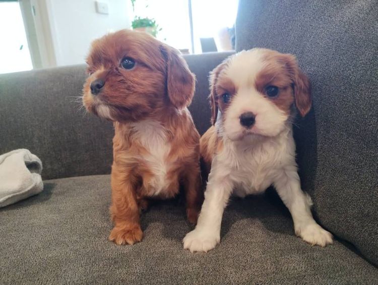 Raised Right Puppies Australia - Pedigree Cavaliers
