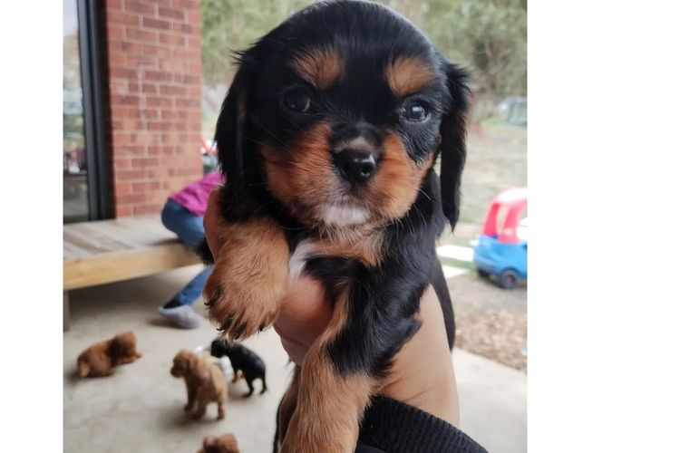 Raised Right Puppies Australia - Pedigree Cavaliers