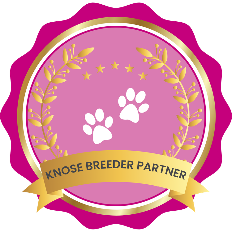 Raised Right Puppies Australia - Pedigree Cavaliers