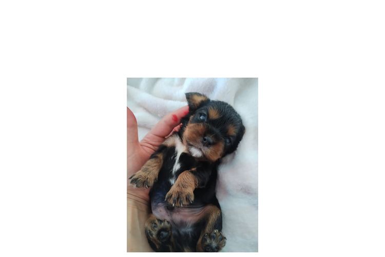 Raised Right Puppies Australia - Pedigree Cavaliers