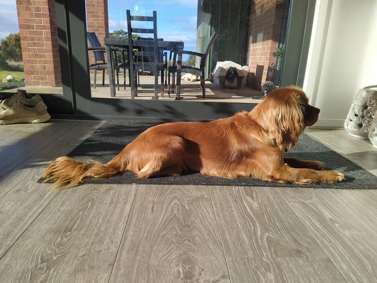 Raised Right Puppies Australia - Pedigree Cavaliers