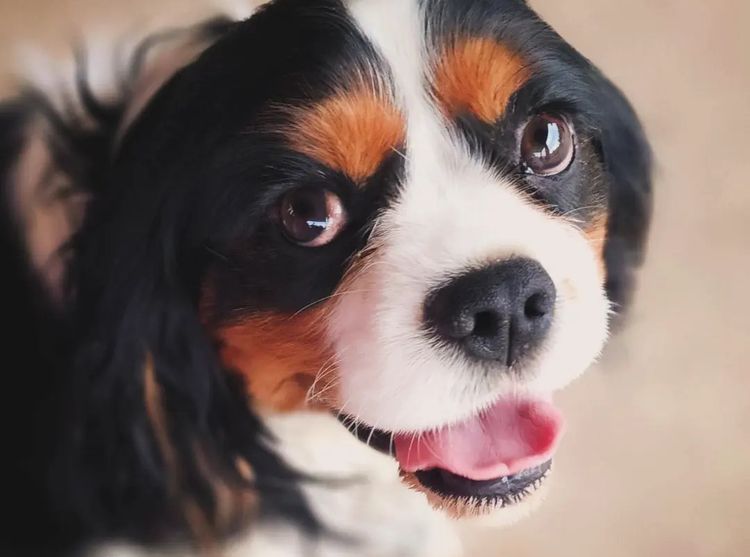 Raised Right Puppies Australia - Pedigree Cavaliers