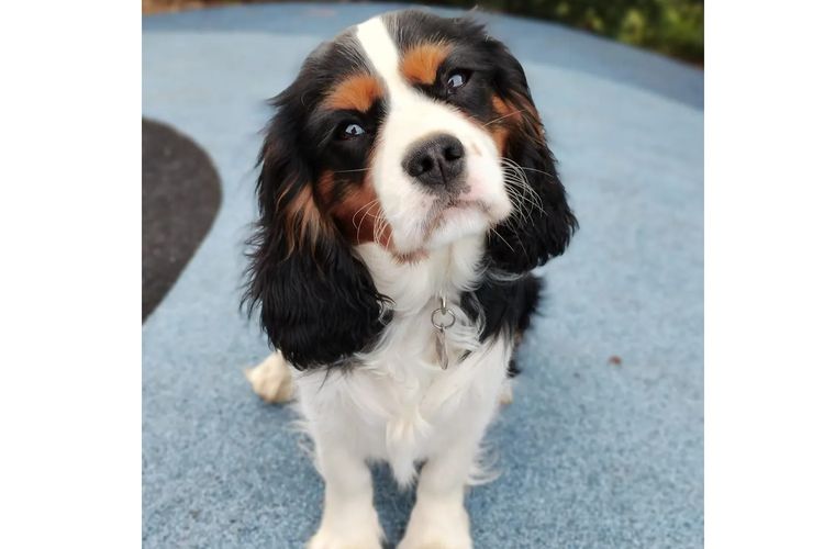 Raised Right Puppies Australia - Pedigree Cavaliers