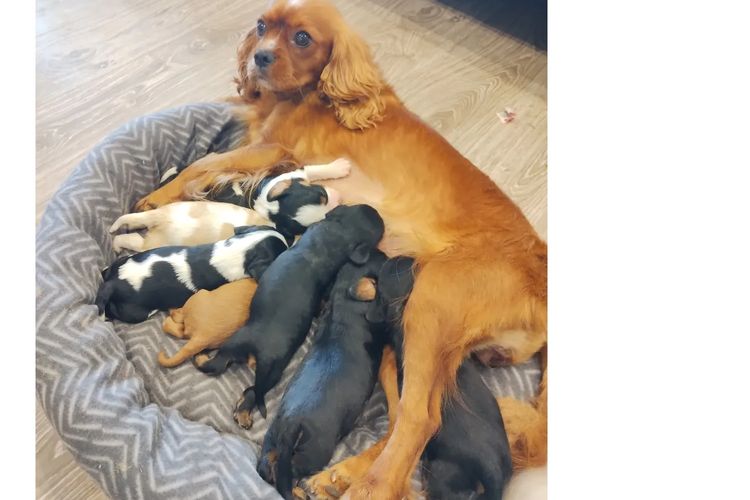Raised Right Puppies Australia - Pedigree Cavaliers