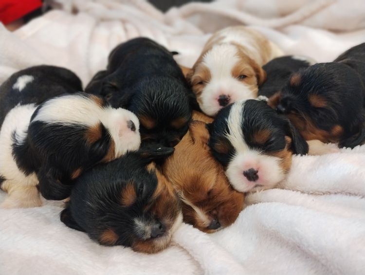 Raised Right Puppies Australia - Pedigree Cavaliers
