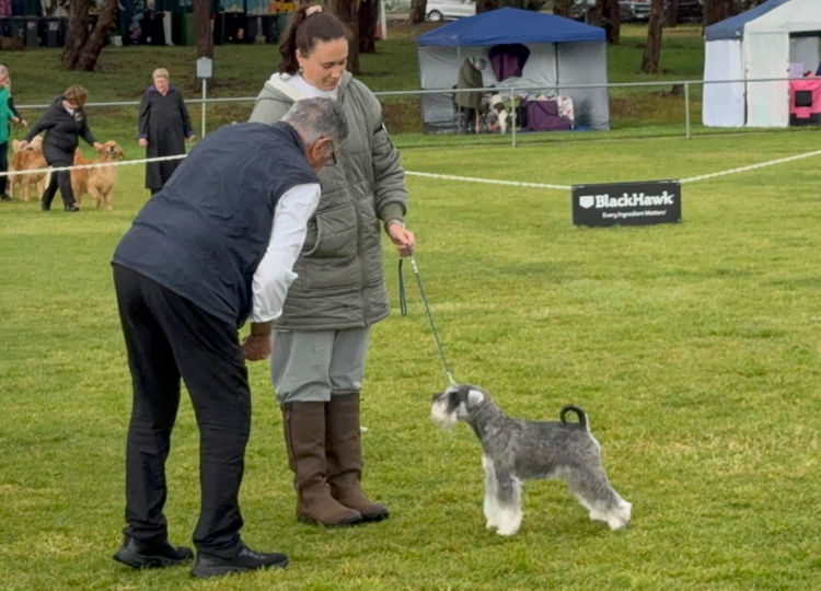 Veradis Kennels - Miniature Schnauzers