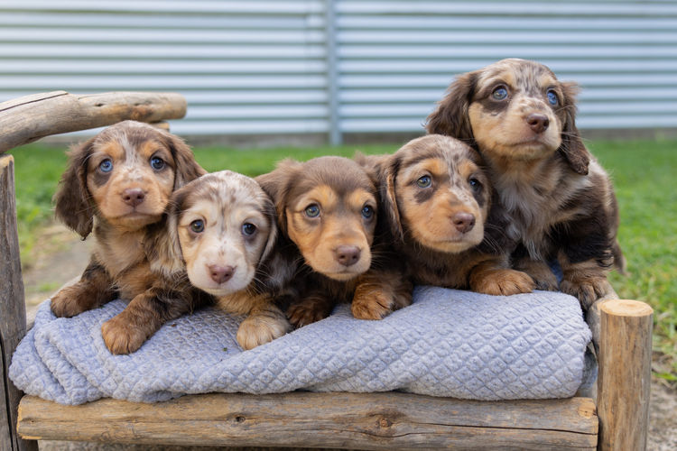 KLIP Miniature Dachshunds