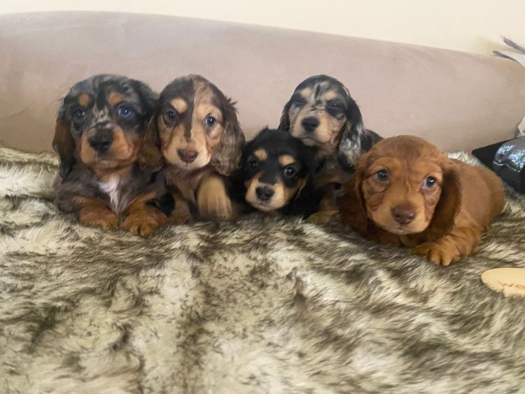 KLIP Miniature Dachshunds