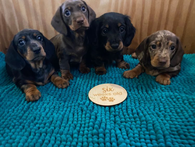 KLIP Miniature Dachshunds