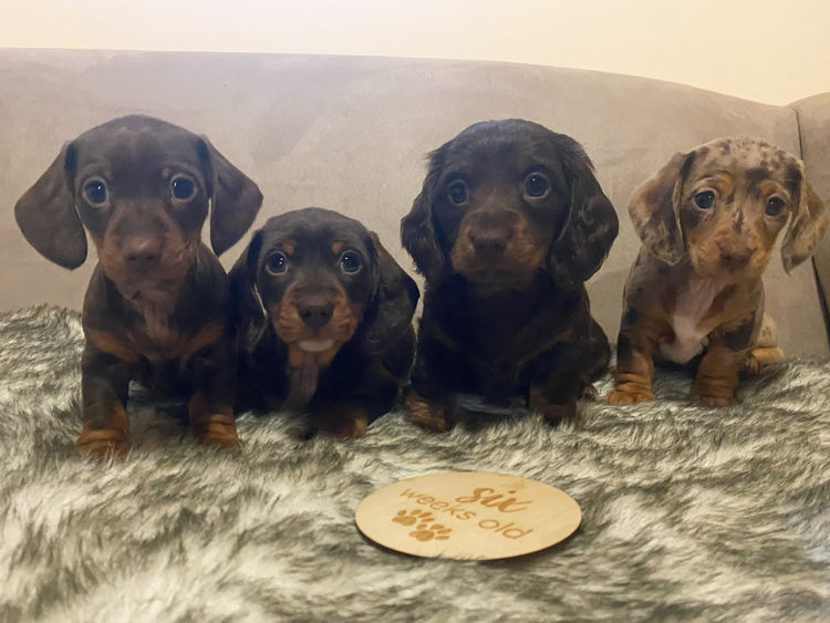 KLIP Miniature Dachshunds