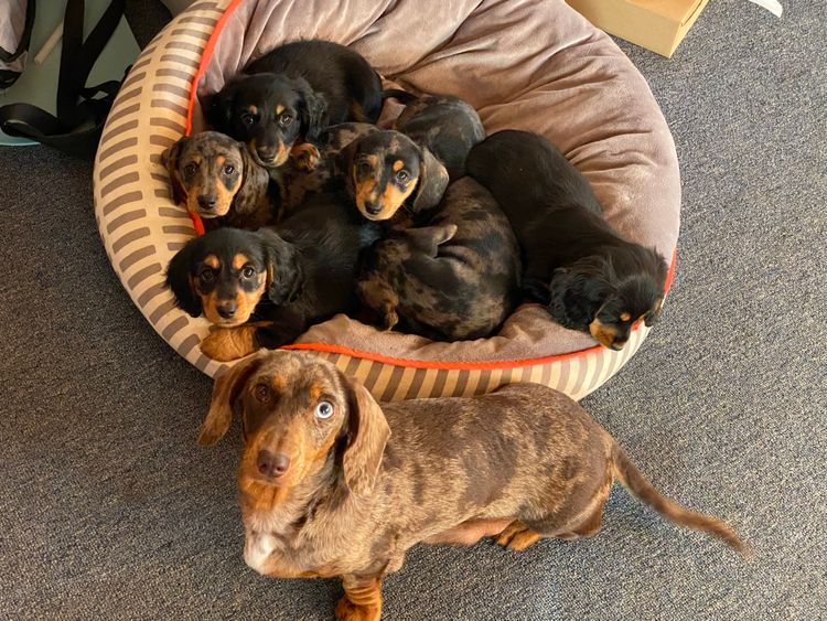 KLIP Miniature Dachshunds