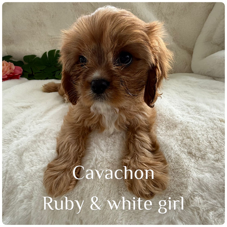 Paws & Co Cavachon