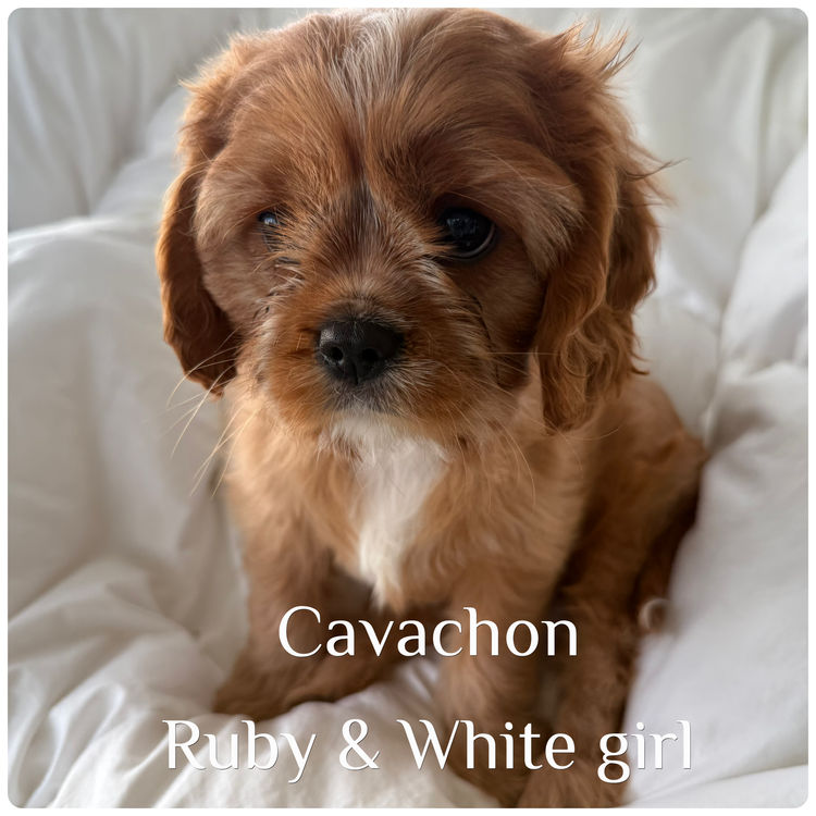 Paws & Co Cavachon
