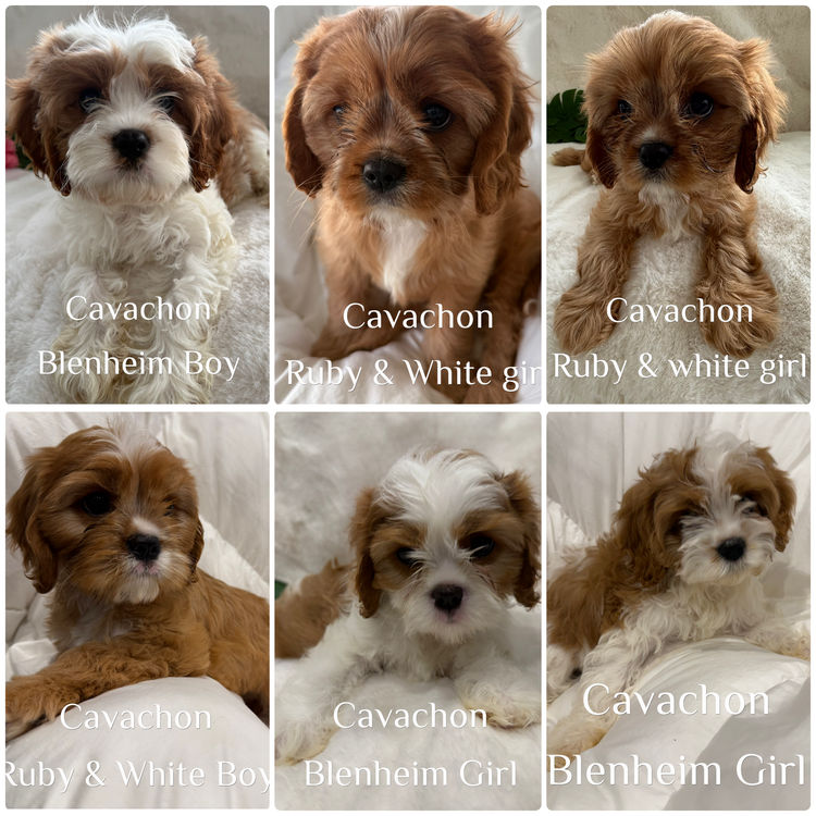 Paws & Co Cavachon