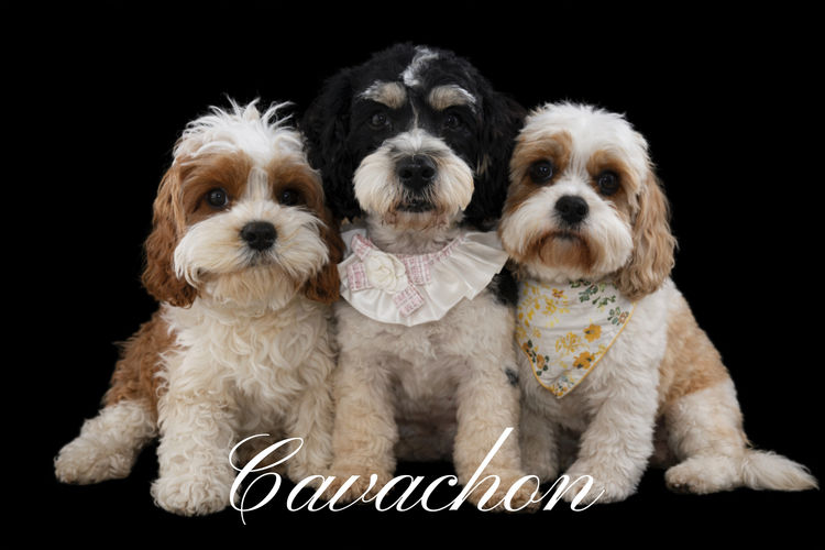 Paws & Co Cavachon