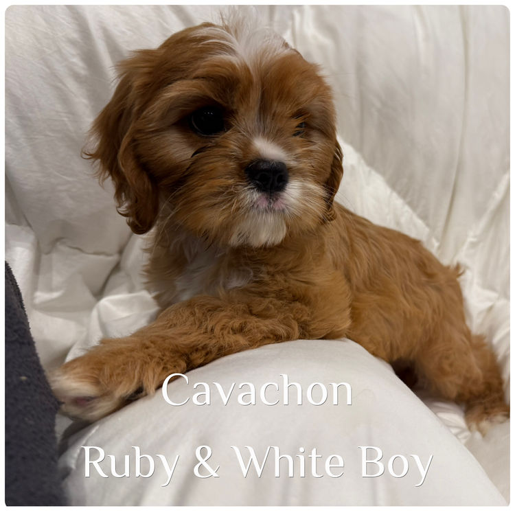 Paws & Co Cavachon