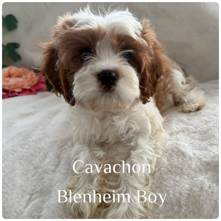 Paws & Co Cavachon