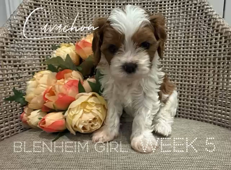 Paws & Co Cavachon