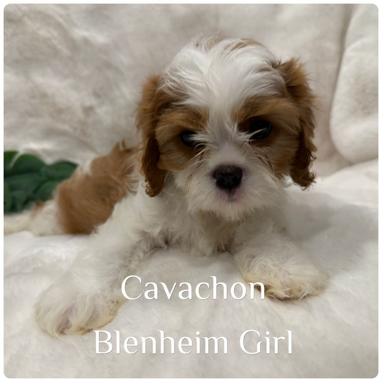 Paws & Co Cavachon