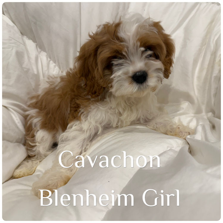 Paws & Co Cavachon