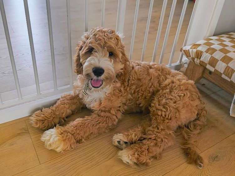 Pooleys Spoodles