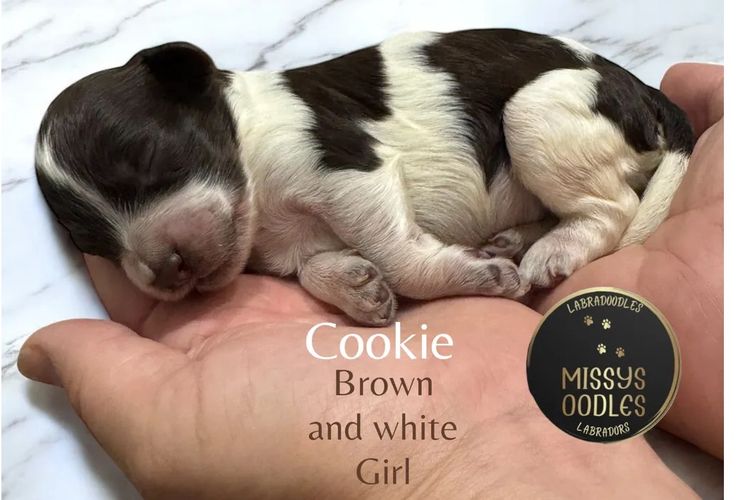 Missysoodles Spoodles