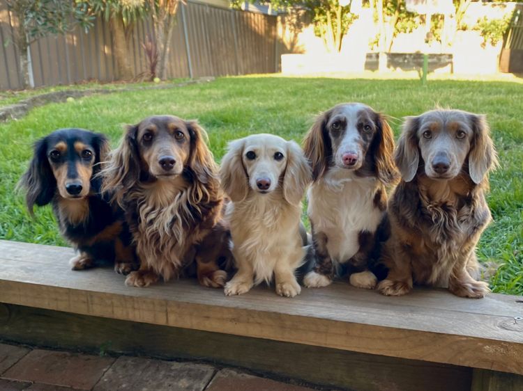 Kweandom Dachshunds