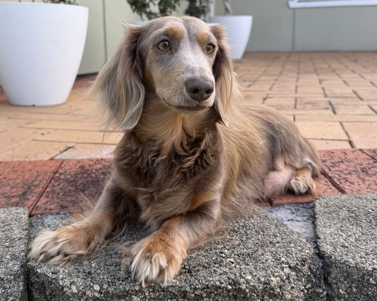 Kweandom Dachshunds