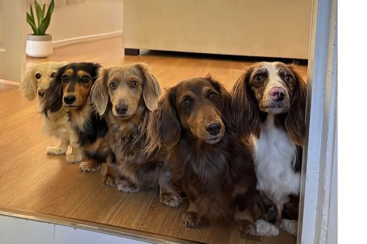 Kweandom Dachshunds