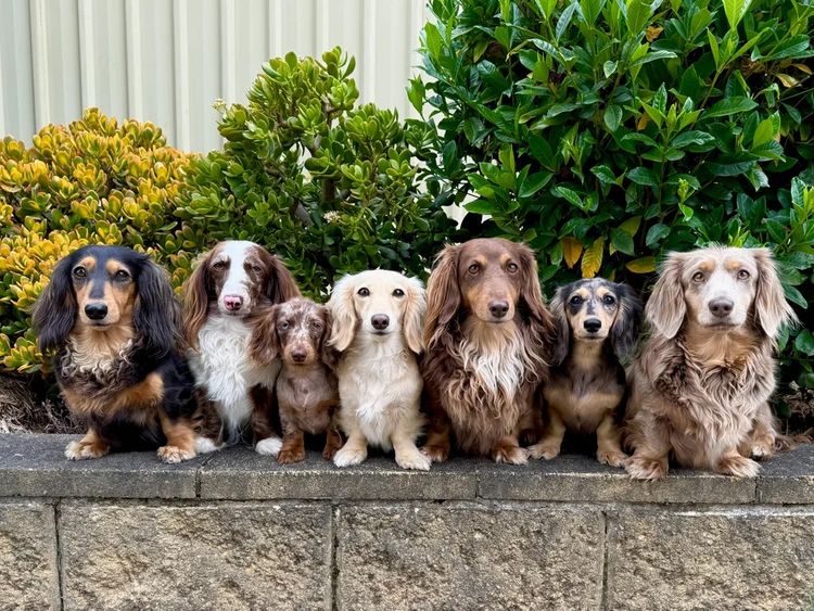 Kweandom Dachshunds