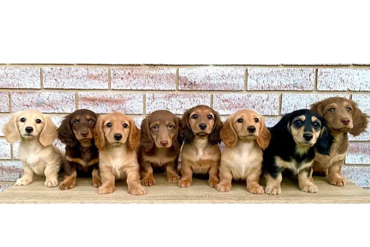 Kweandom Dachshunds