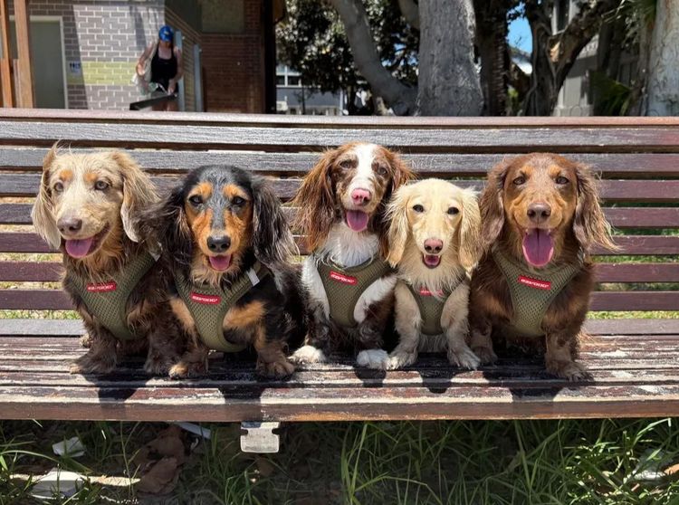 Kweandom Dachshunds