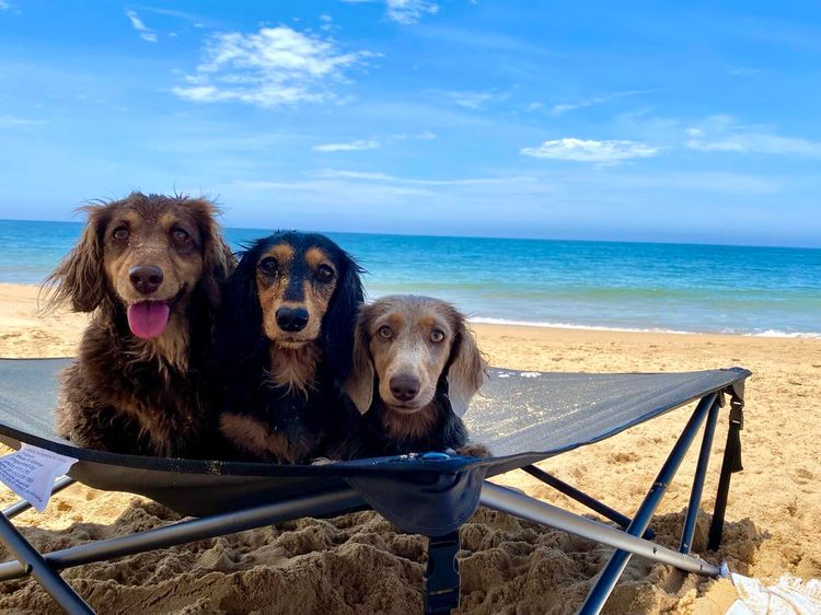 Kweandom Dachshunds