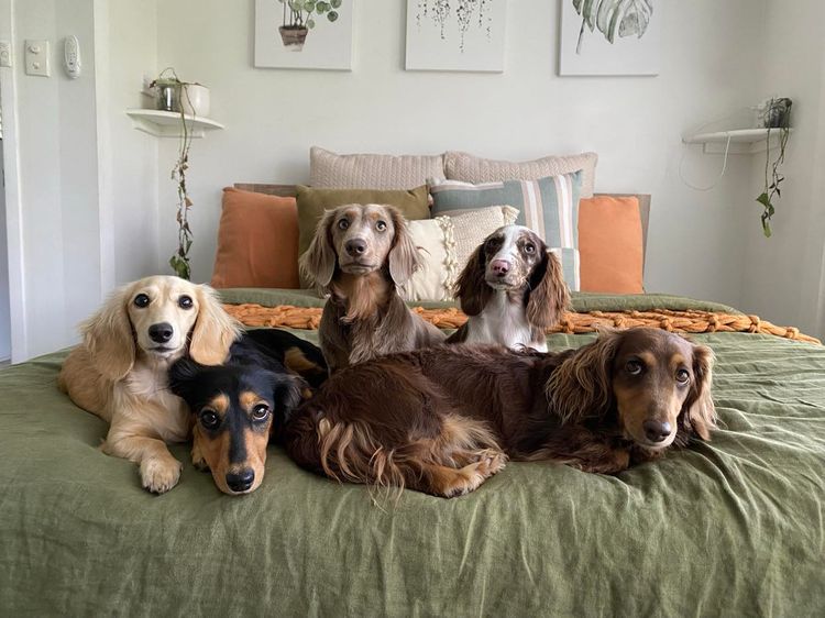 Kweandom Dachshunds