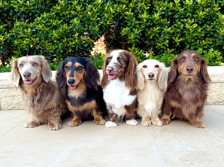 Kweandom Dachshunds