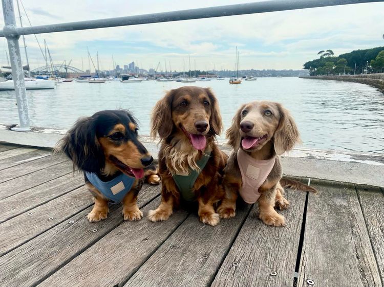 Kweandom Dachshunds
