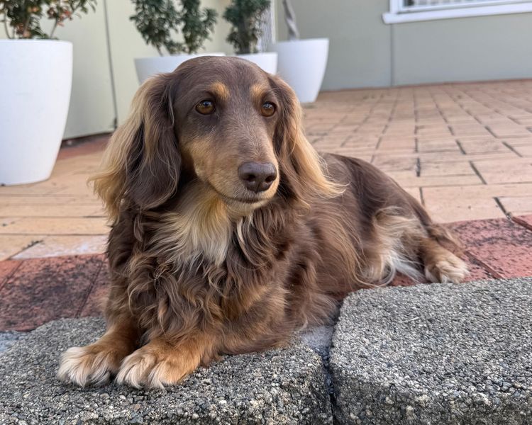 Kweandom Dachshunds
