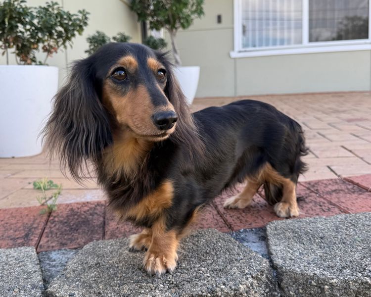 Kweandom Dachshunds