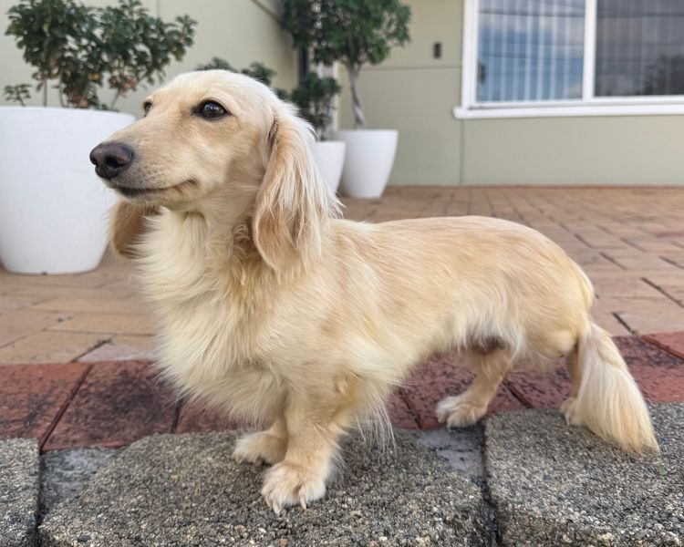 Kweandom Dachshunds