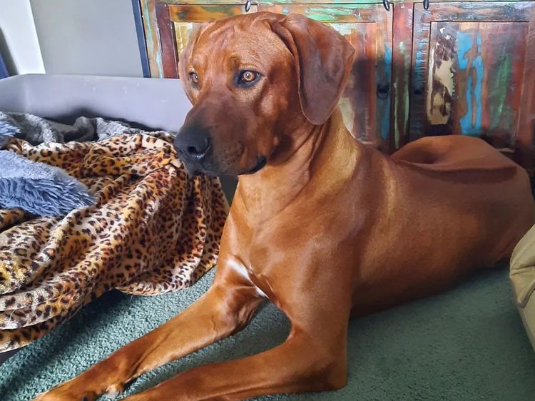 Kamania Rhodesian Ridgebacks